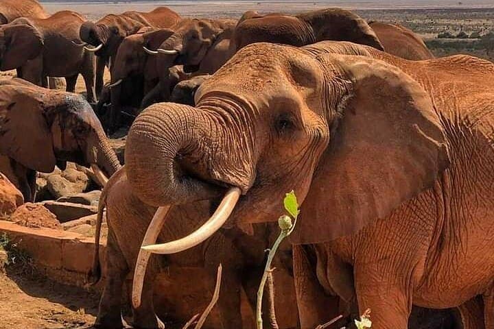 4-Day Amboseli and Tsavo Safari: Rhinos, Red Elephants & Rift Views photo 2