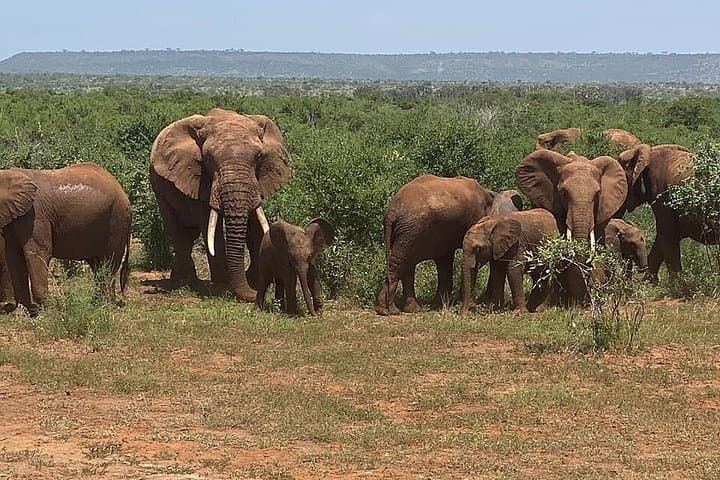 4-Day Amboseli and Tsavo Safari: Rhinos, Red Elephants & Rift Views photo 3
