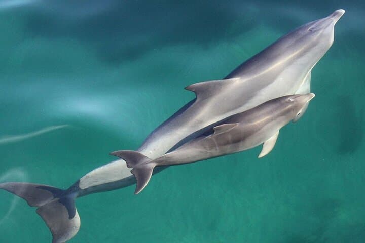 Wild Dolphin Watch Glenelg — Adelaide Dolphin Cruise in Holdfast Bay