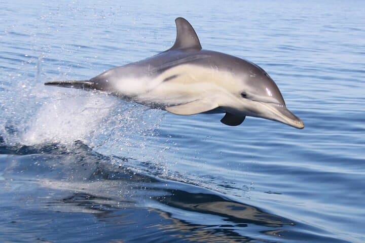 Wild Dolphin Watch Glenelg — Adelaide Dolphin Cruise in Holdfast Bay photo 3