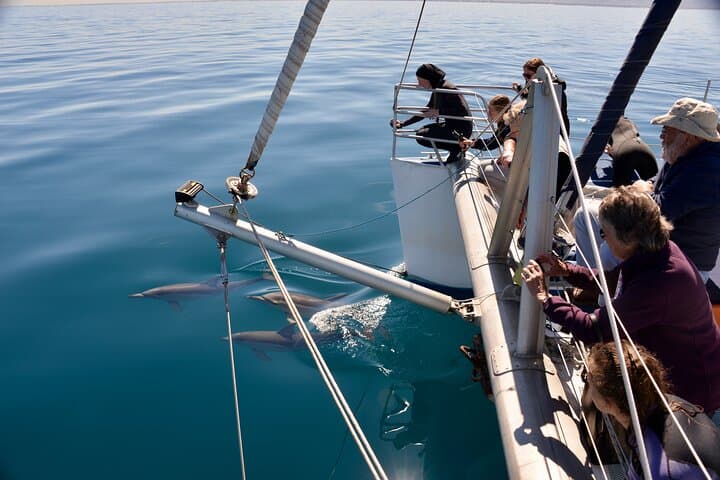 Wild Dolphin Watch Glenelg — Adelaide Dolphin Cruise in Holdfast Bay photo 2