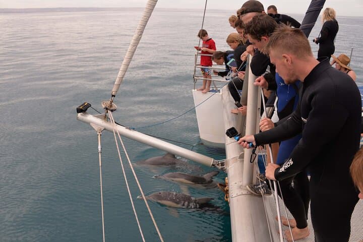 Wild Dolphin Watch Glenelg — Adelaide Dolphin Cruise in Holdfast Bay photo 4