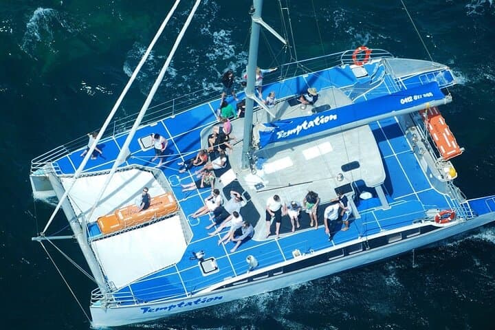 Wild Dolphin Watch Glenelg — Adelaide Dolphin Cruise in Holdfast Bay photo 5
