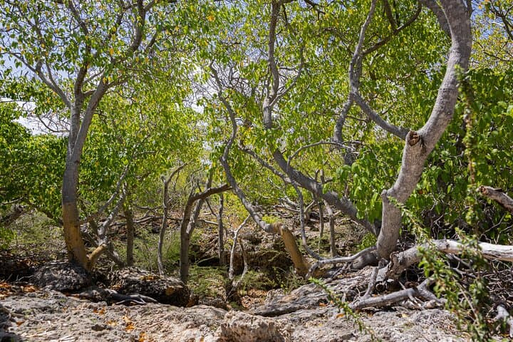 Bandabou Sights Curaçao: UTV Buggy Tour to Cas Abou Beach & Local Eats photo 6