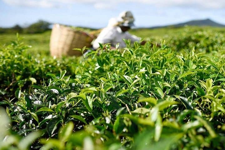 East Discovery Tour Mauritius — Bois Chéri Tea, Blue Bay Snorkel & Mahebourg History photo 2