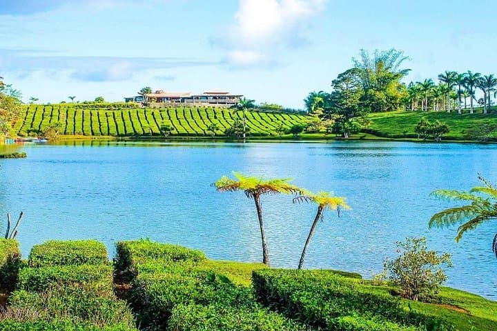 East Discovery Tour Mauritius — Bois Chéri Tea, Blue Bay Snorkel & Mahebourg History photo 3
