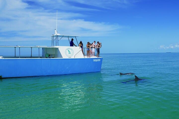 Key West Dolphin Watching and Guided Snorkeling on a Quiet Electric Catamaran