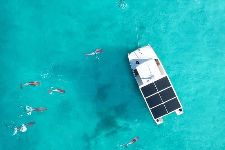 Key West Dolphin Watching and Guided Snorkeling on a Quiet Electric Catamaran photo 2