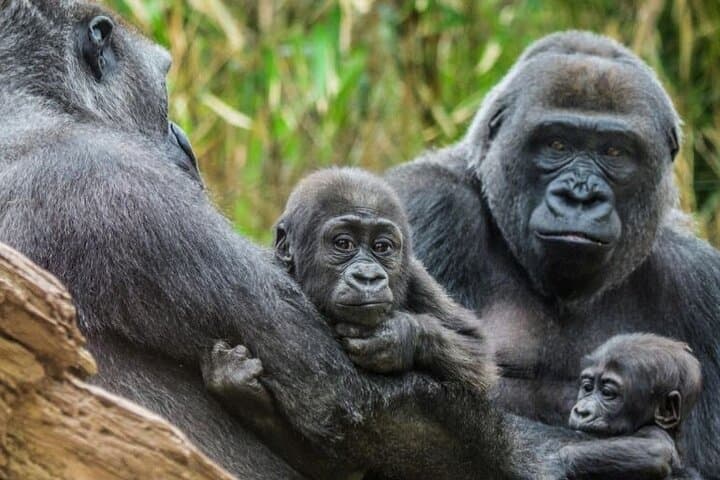Bronx Zoo Admission: Practical Guide to Visiting New York City's Wildlife Landmark photo 3