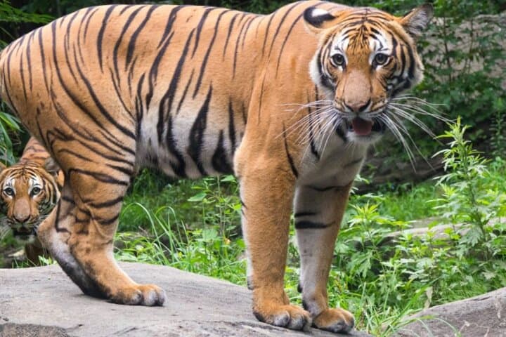 Bronx Zoo Admission: Practical Guide to Visiting New York City's Wildlife Landmark photo 1