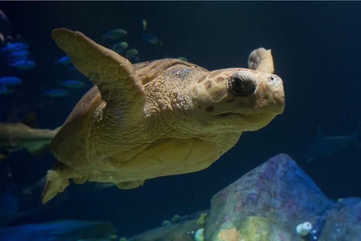 New York Aquarium Admission: Coney Island Tickets & Visitor Guide photo 2
