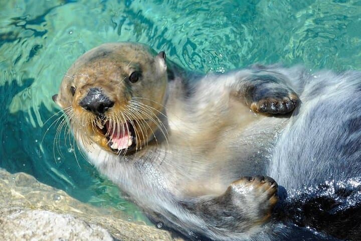 New York Aquarium Admission: Coney Island Tickets & Visitor Guide