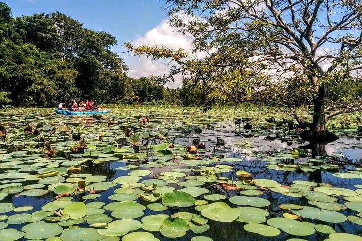 Kandy to Sigiriya Full-Day Private Tour: Pidurangala, Sigiriya & Dambulla Village Experience photo 3