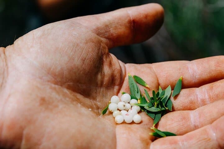 Wild Yarnbala: Forage, Didgeridoo and Bush Tucker Tour on the Eyre Peninsula photo 4