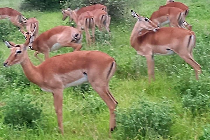 2-Day Tsavo East Safari: Big Five Drives from Mombasa to Voi photo 4