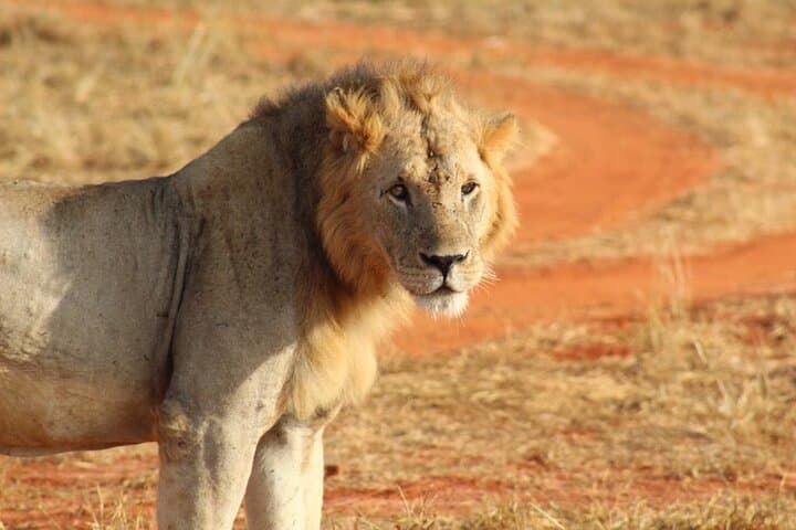5-Day Masai Mara Safari & Hells Gate Adventure with Lake Naivasha photo 4