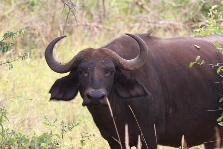 5-Day Masai Mara Safari & Hells Gate Adventure with Lake Naivasha photo 5