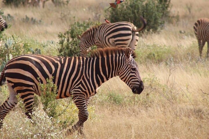 5-Day Masai Mara Safari & Hells Gate Adventure with Lake Naivasha photo 6