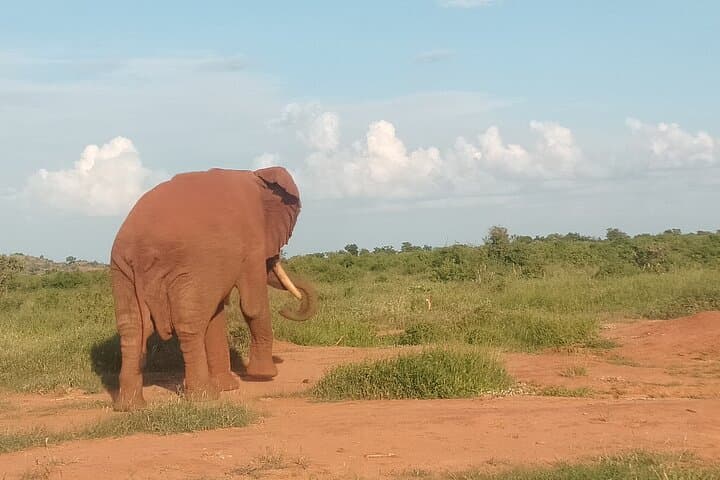 3-Day Private Safari from Mombasa: Tsavo East & Amboseli Wildlife Circuit photo 6