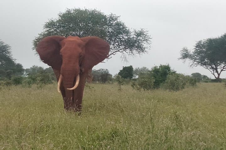 4-Day Amboseli and Tsavo Safari: Rhinos, Red Elephants & Rift Views photo 4