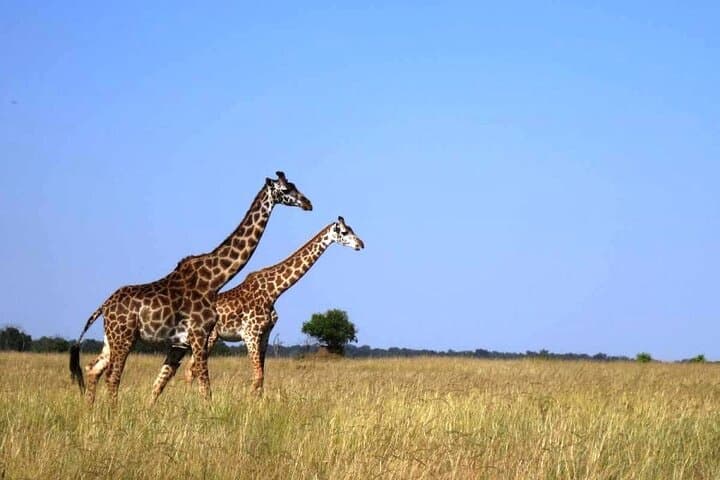 4-Day Masai Mara and Lake Nakuru Group Safari: Big Five, Flamingos & Rift Valley Views photo 3