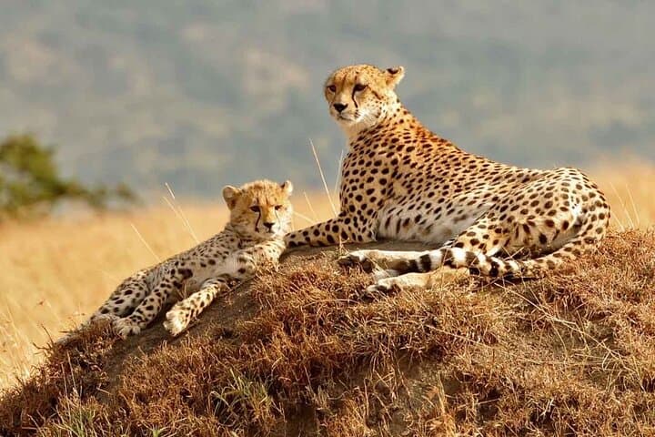 4-Day Masai Mara and Lake Nakuru Group Safari: Big Five, Flamingos & Rift Valley Views photo 4
