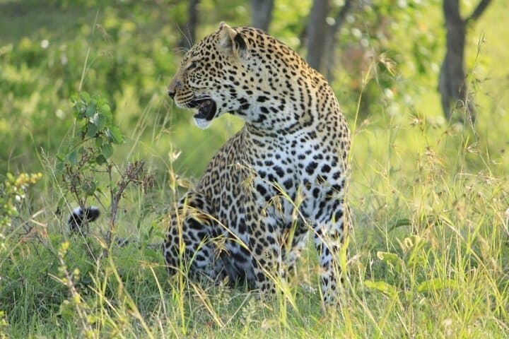 4-Day Masai Mara and Lake Nakuru Group Safari: Big Five, Flamingos & Rift Valley Views photo 2