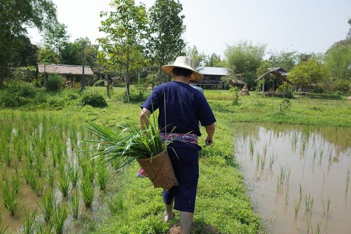 9-Day Thailand Highlights: Bangkok, Chiang Mai, Koh Samui & Koh Tao Adventure photo 6