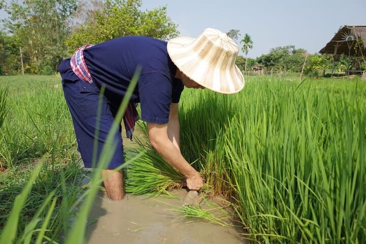 9-Day Thailand Highlights: Bangkok, Chiang Mai, Koh Samui & Koh Tao Adventure photo 5