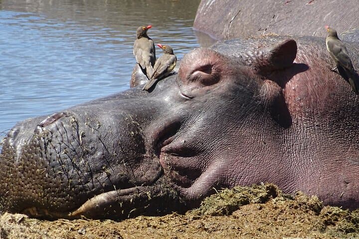 Ndutu Calving Season Safari: 6-Day Private Wildebeest Migration Tour photo 5