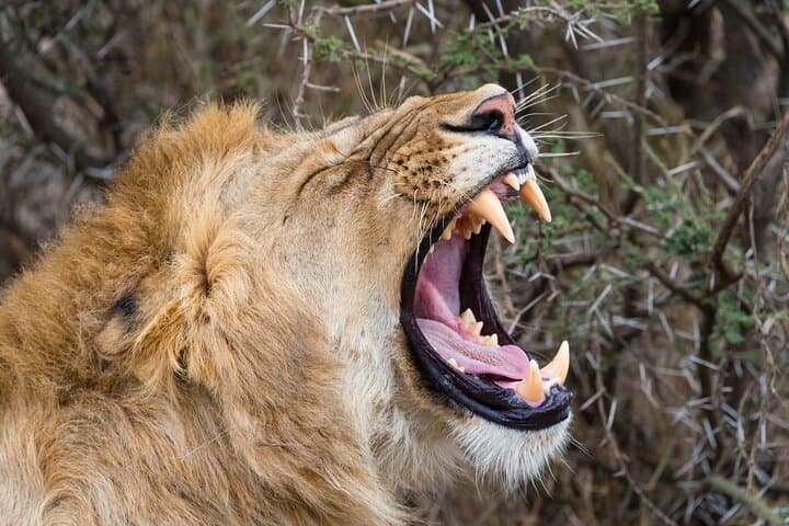 Ndutu Calving Season Safari: 6-Day Private Wildebeest Migration Tour photo 6