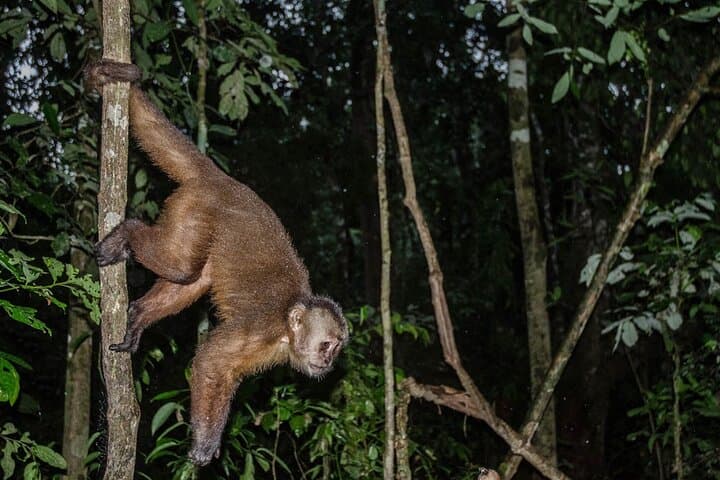 Full-Day Amazon Adventures in Tambopata: Canopy Walk, Zipline & Kayak photo 5