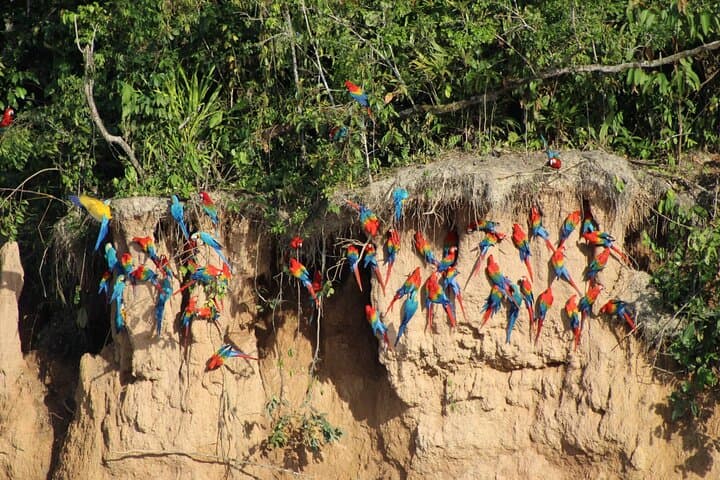 5-Day Lake Sandoval & Chuncho Macaw Collpa: Tambopata Amazon Adventure photo 2