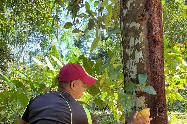 Bribri Magic: Chocolate Making and Waterfall Swim from Puerto Viejo photo 2
