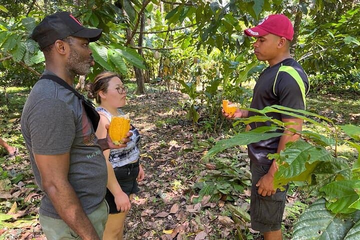 Bribri Magic: Chocolate Making and Waterfall Swim from Puerto Viejo photo 3
