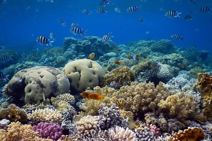Discover Scuba Diving in Dahab — Introductory PADI Dive Experience photo 4