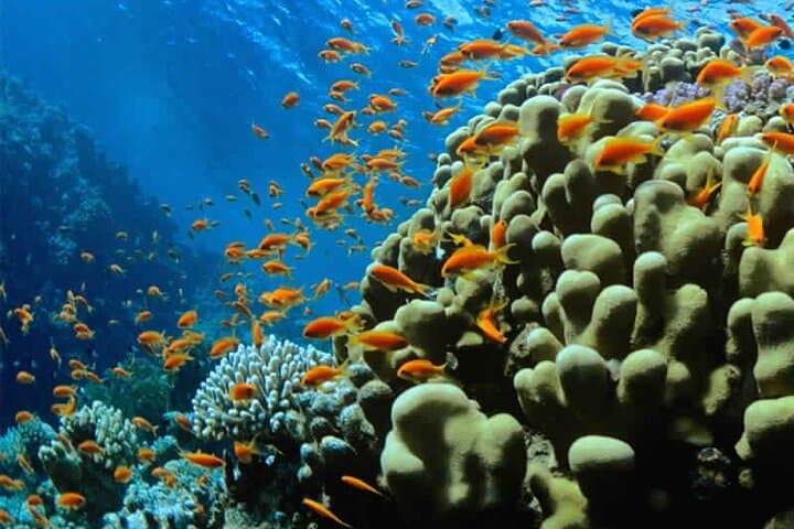 Discover Scuba Diving in Dahab — Introductory PADI Dive Experience photo 3