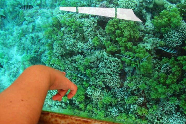 Glass-Bottom Boat Trip in Dahab: 90-Min Reef Cruise to Napoleon Reef photo 6