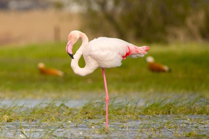 Guided Wildlife Walks on Kos: birdwatching and nature photography tours