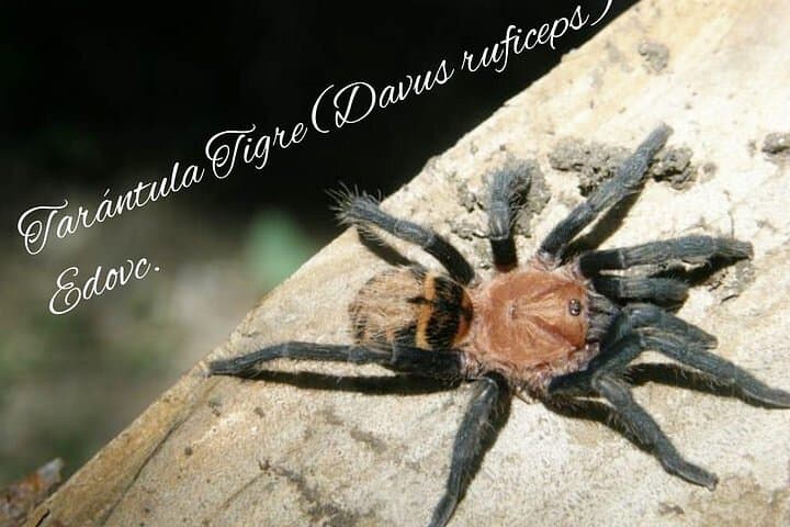 Monteverde Night Walk: Shared Wildlife Tour in Monteverde Cloud Forest photo 6