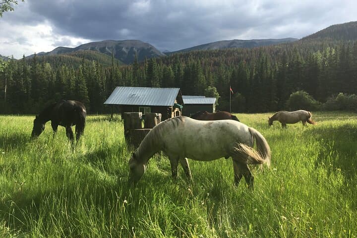4-Day West Range Cabin Horsepacking in the Alberta Rockies: Ride, Cabins & High-Country Views photo 5