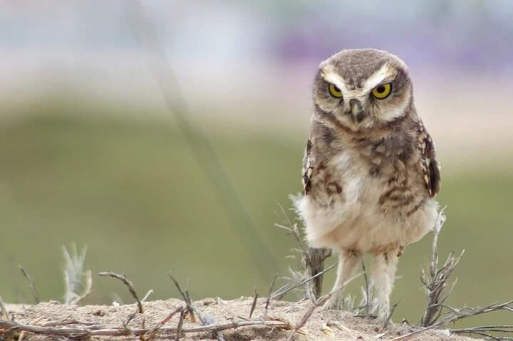 Half-Day Private Birdwatching Tour in Lima — Pantanos de Villa Wetland Guide photo 4