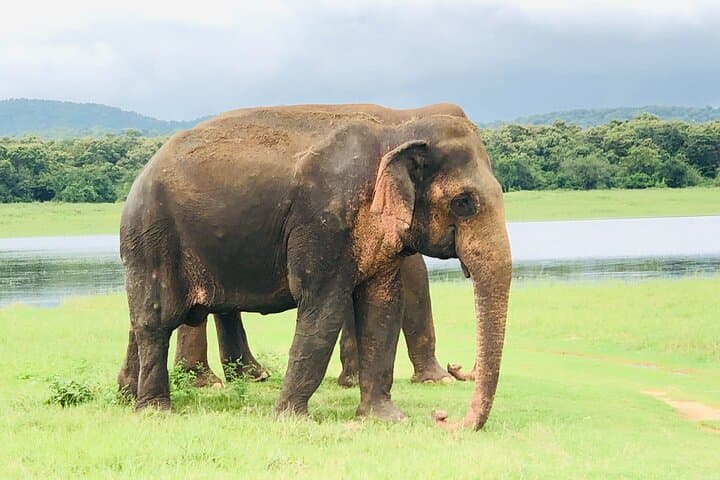 Udawalawe National Park Safari: Day-Trip Elephant Encounters and Birding photo 4