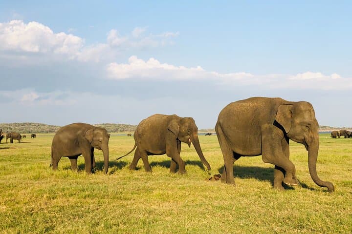 Udawalawe National Park Safari: Day-Trip Elephant Encounters and Birding photo 1