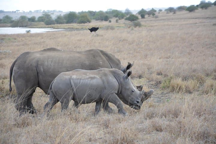 Inside Nairobi National Park Safari and Maasai Market: A Half-Day Adventure at Africa’s Urban Wildlife Frontier photo 2