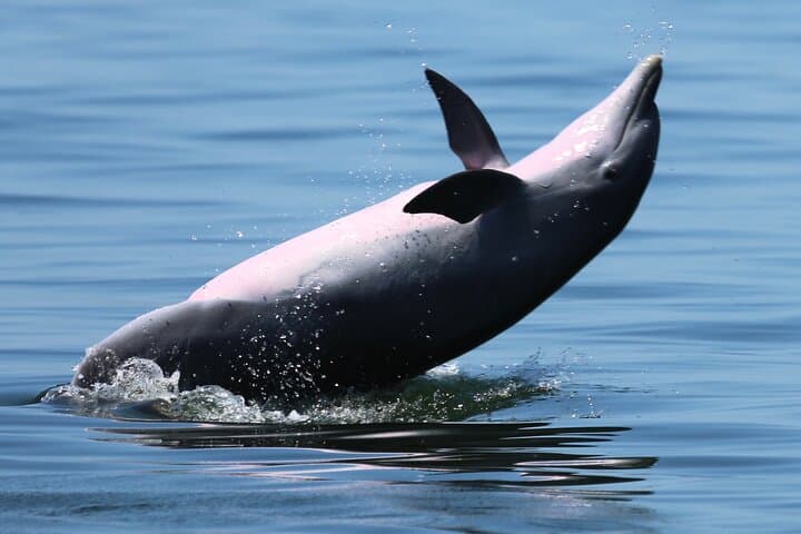 Pensacola Beach Jolly Dolphin Cruise: 2-Hour Scenic Bay & Dolphin Tour photo 2