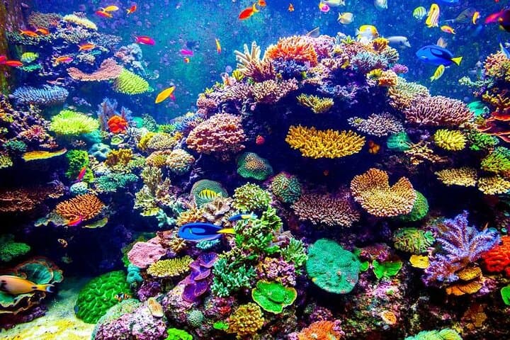 Hurghada VIP Boat Trip to Dolphin House — Snorkel & Dive with Lunch