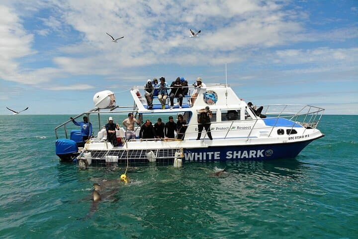 Hookah Shark Cage Diving in Gansbaai: Uninterrupted Close Encounters with Great Whites photo 2