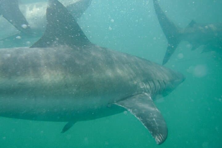 Hookah Shark Cage Diving in Gansbaai: Uninterrupted Close Encounters with Great Whites photo 3