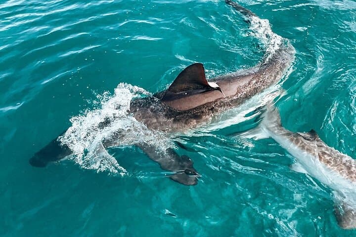 Hookah Shark Cage Diving in Gansbaai: Uninterrupted Close Encounters with Great Whites photo 4